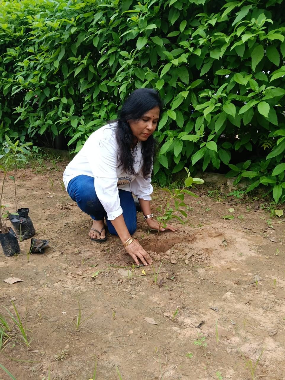 A new sapling goes into the ground