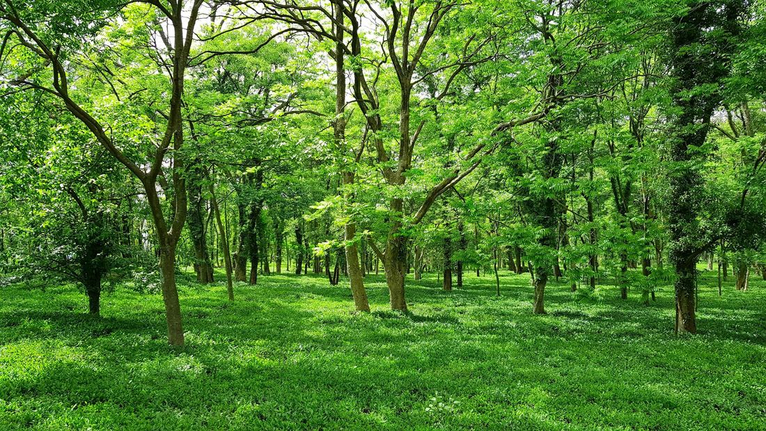 Young trees taking root (representative image)